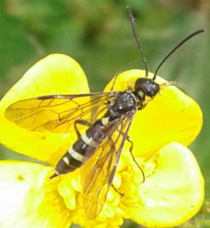 Cephidae: Cephus sp.